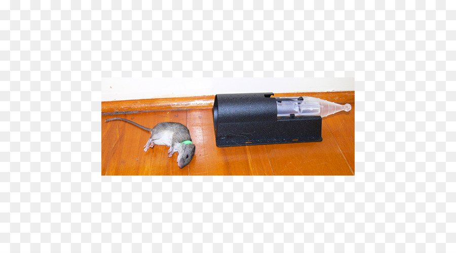 Mouse，Rat PNG