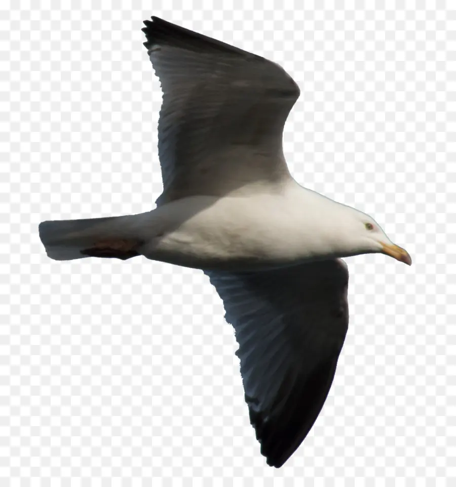 Gaivota，Vôo PNG