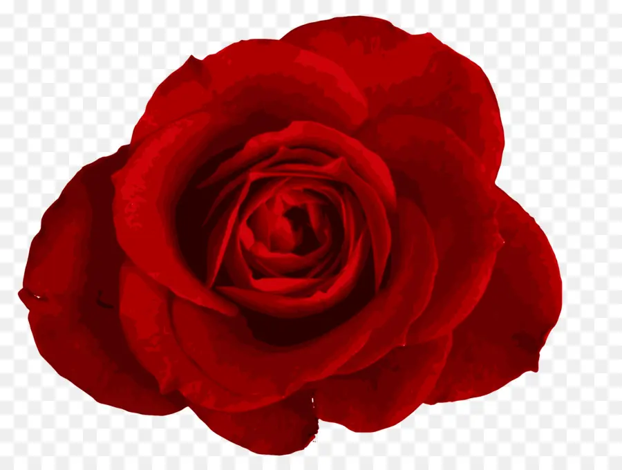 Rosa，Vermelho PNG