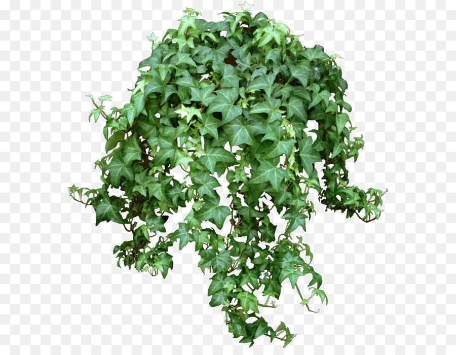 Comum Ivy，Planta PNG