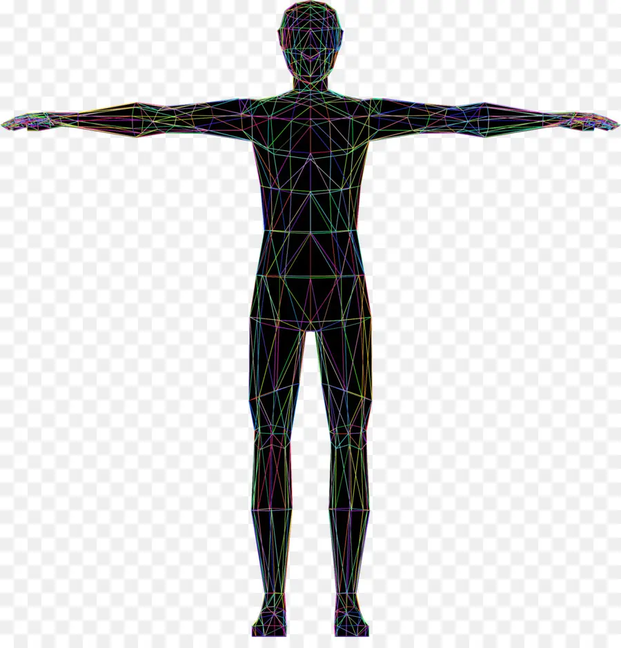 Homem Vitruviano，Corpo Humano PNG