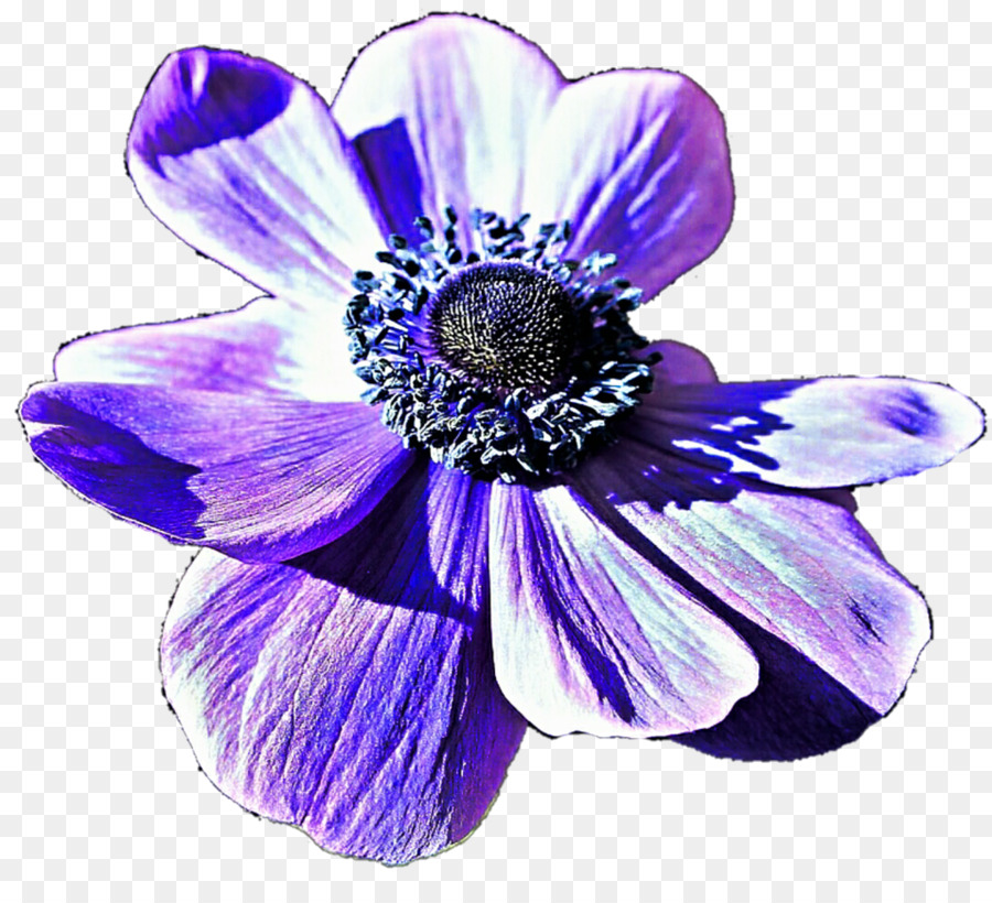 Flor, Azul, Violeta png transparente grátis