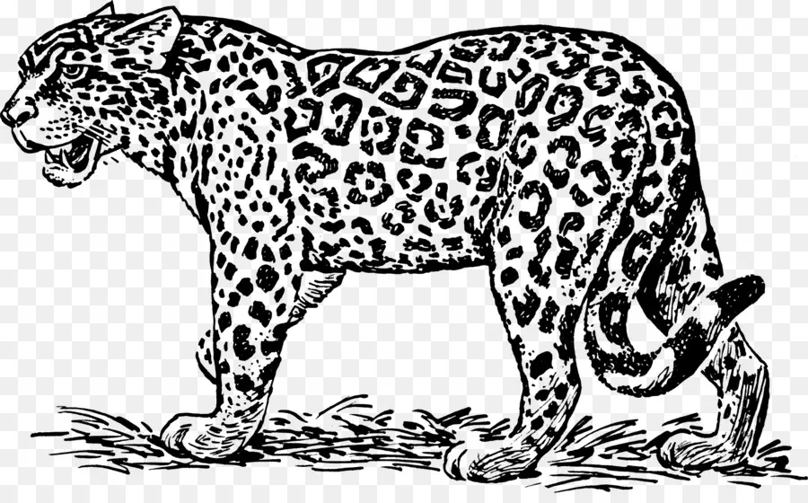 Jaguar，Ocelot PNG