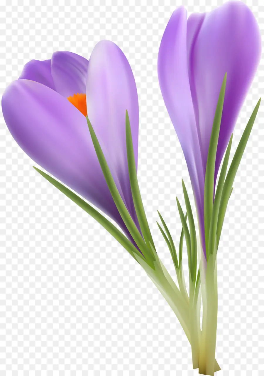 Flores Roxas，Roxo PNG