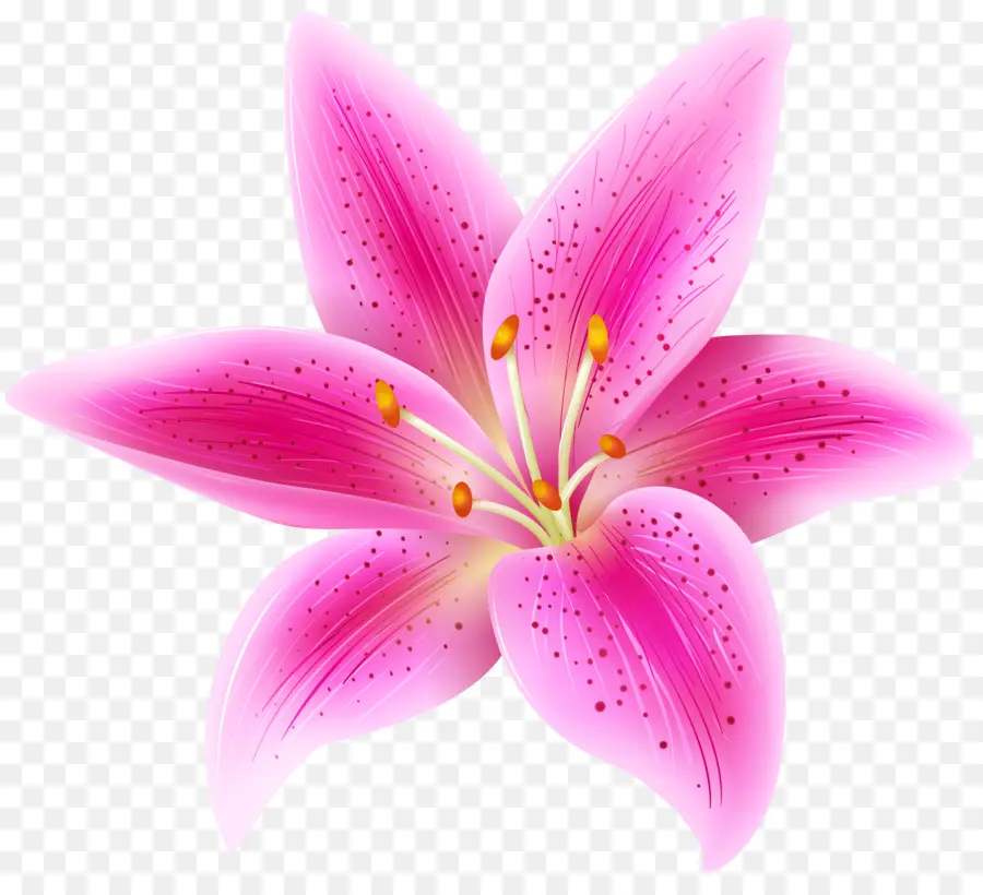 Tiger Lily，Lilium Stargazer PNG