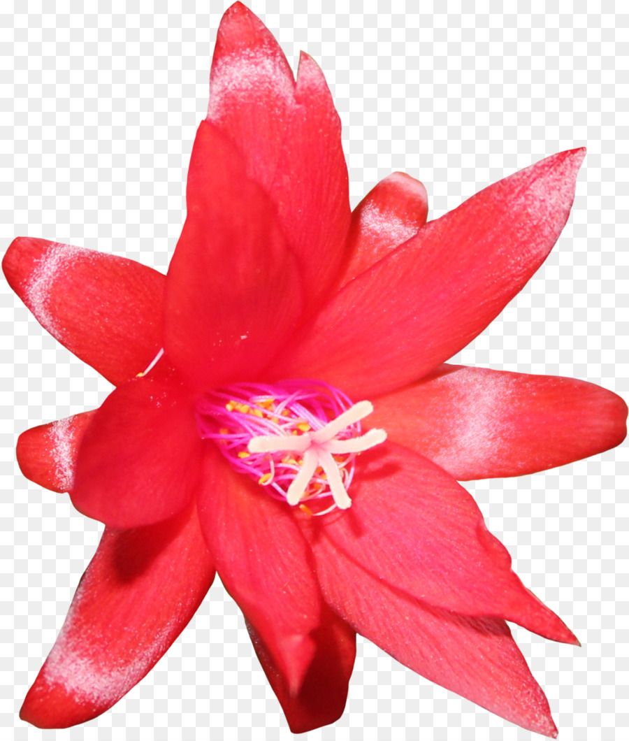 Flor，Cactaceae PNG