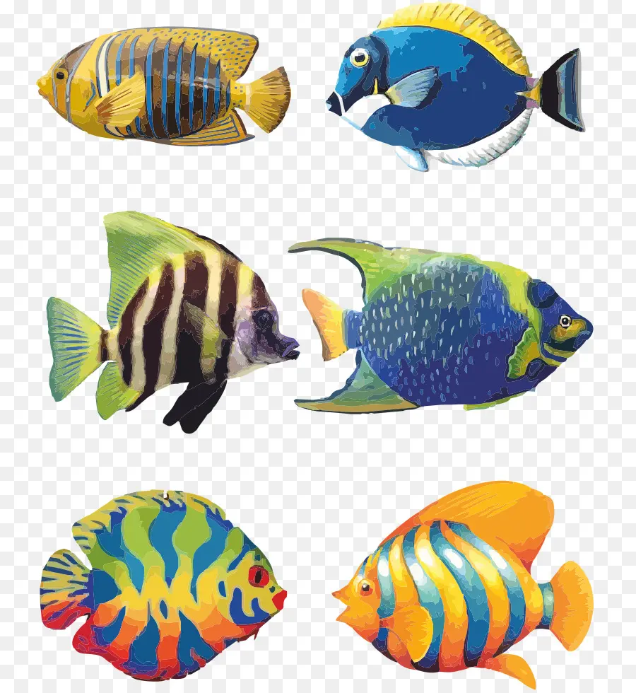 Koi，Angelfish PNG