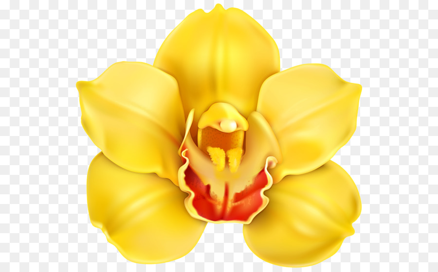 Orquídea，Amarelo PNG