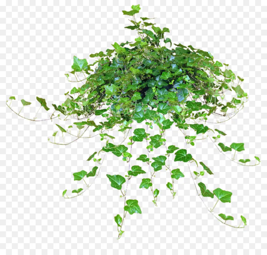 Comum Ivy，Planta PNG