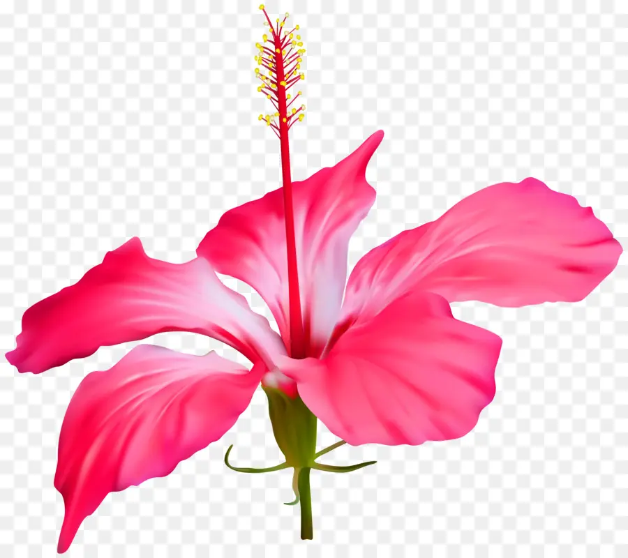 Shoeblackplant，Comum De Hibisco PNG