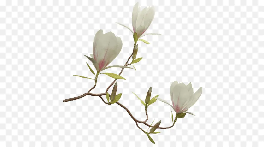 A Floração Da Planta，Chinês Magnolia PNG