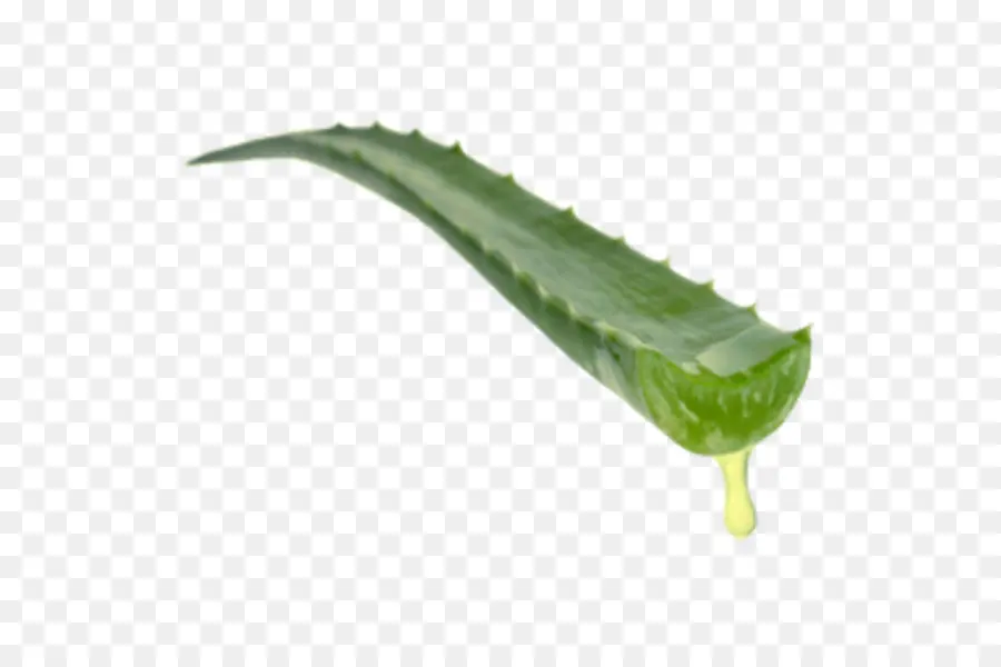 Aloe Vera，Planta PNG