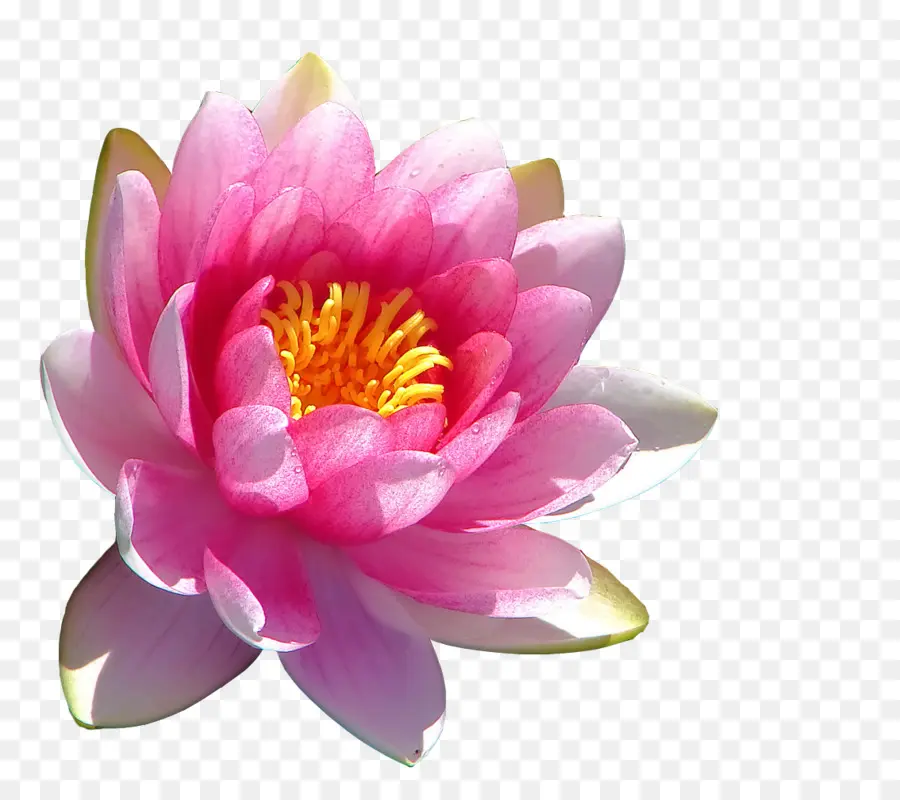 Nelumbo Nucifera，Egípcio Lótus PNG