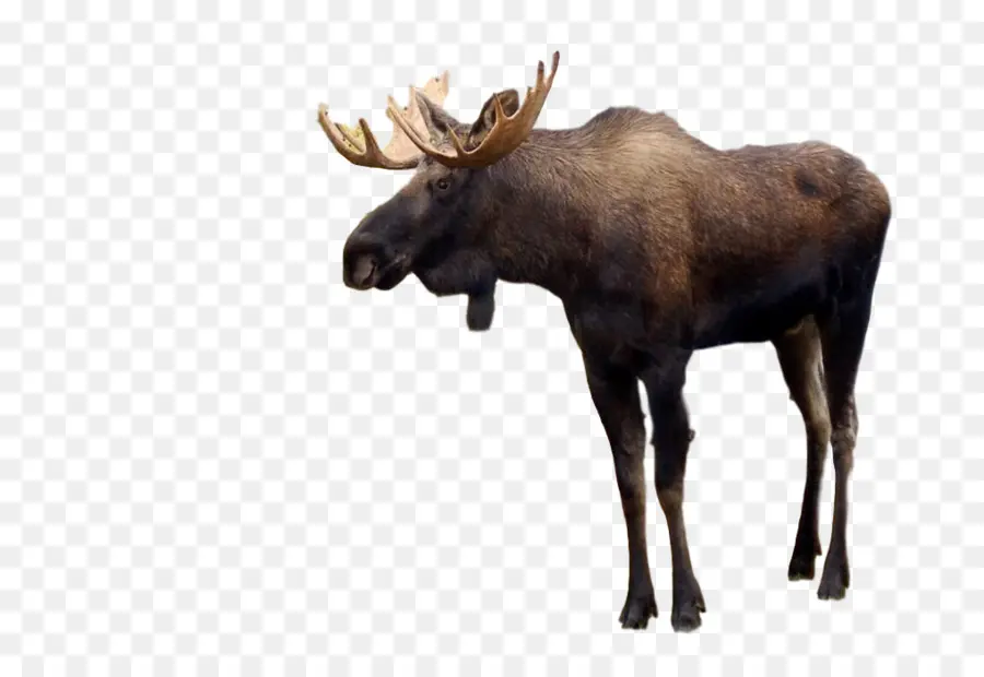 Moose，Veado PNG