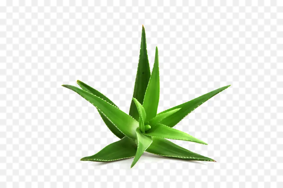 Aloe Vera，Aloe Arborescens PNG