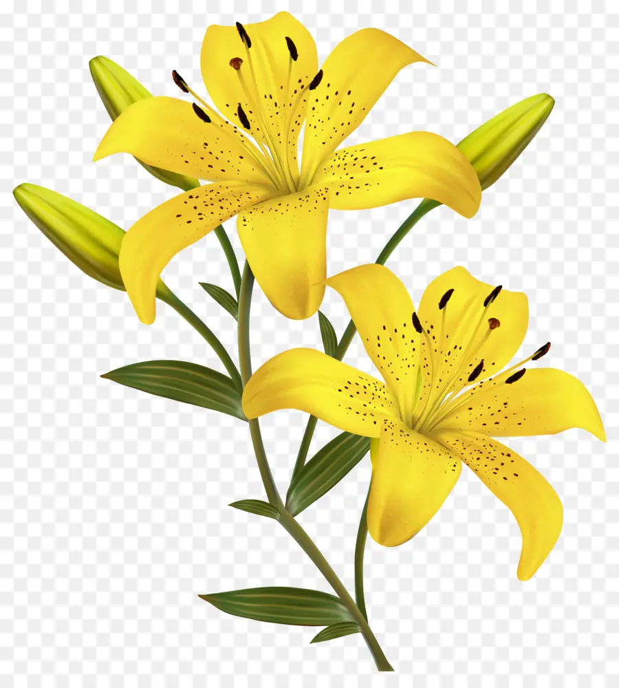 Arumlily，Lírio De Páscoa PNG