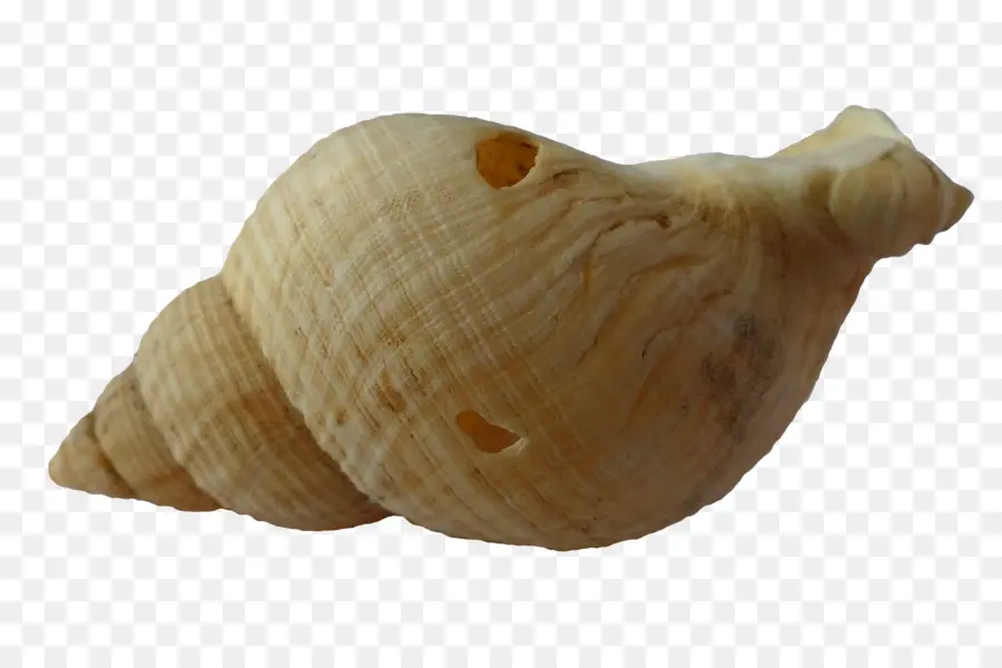 Concha，Oceano PNG