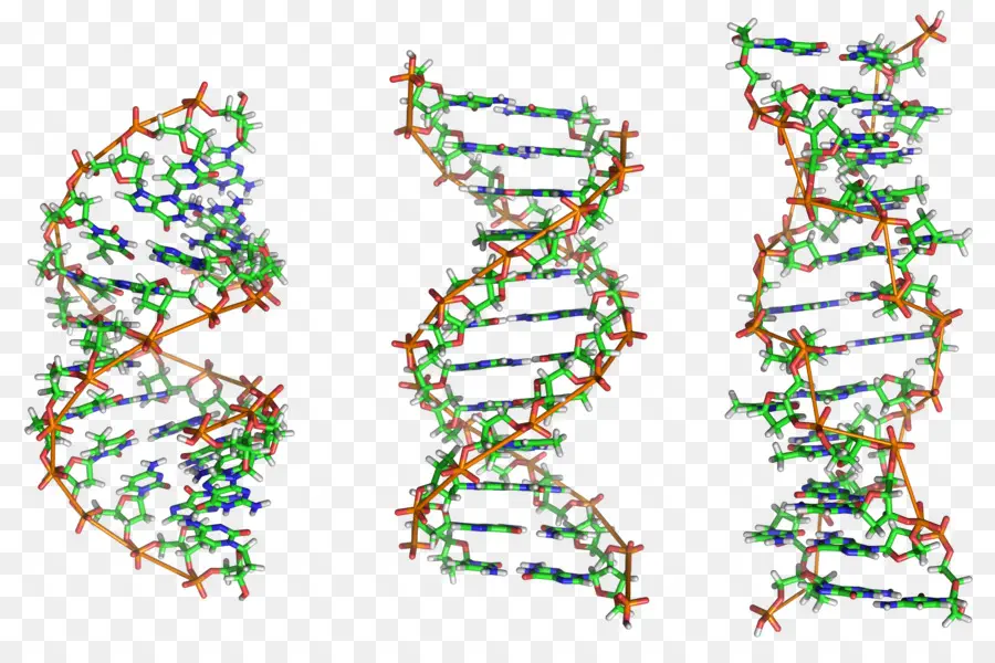 Estrutura Do Dna，Genética PNG