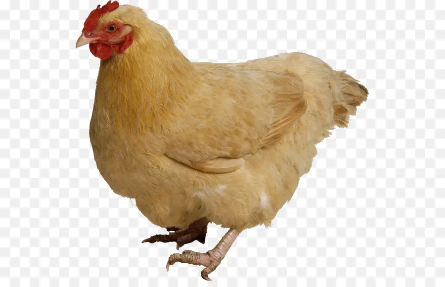 Frango，Galinha PNG