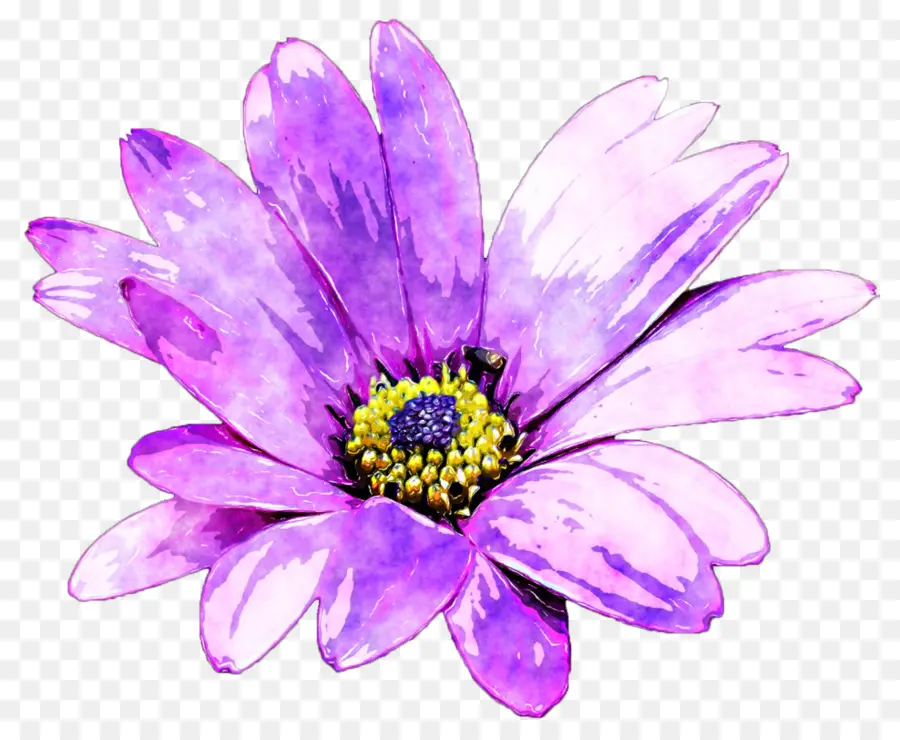 Flor，Comum Daisy PNG