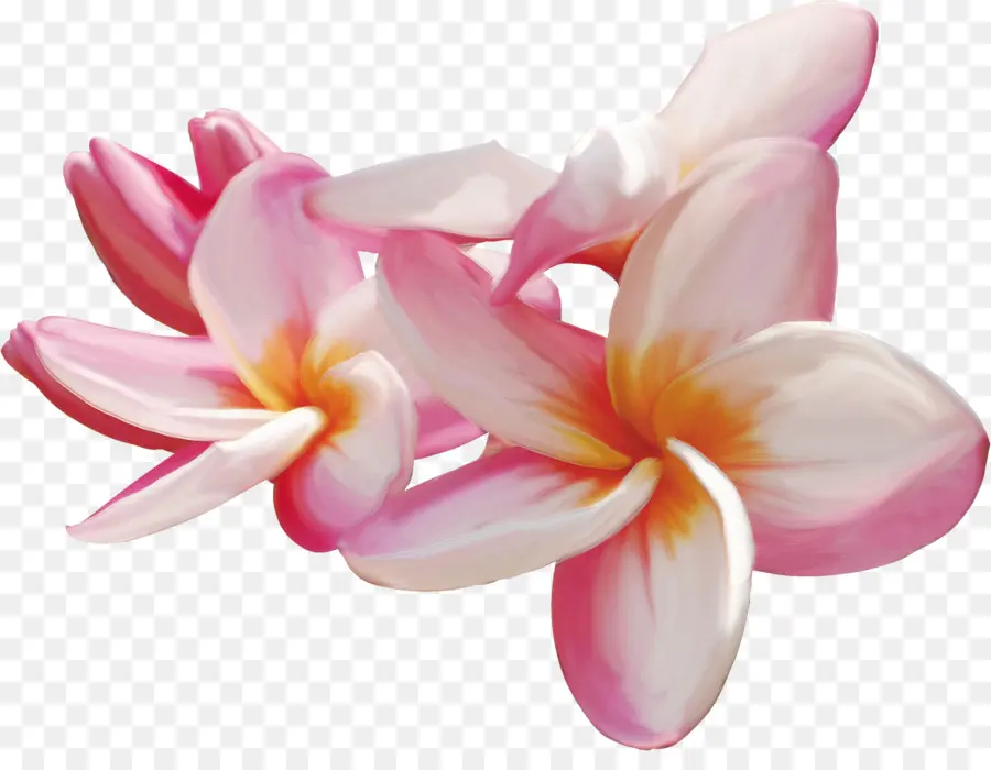 Flor，Frangipani PNG