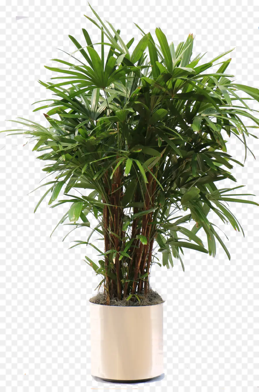 Rhapis Excelsa，Arecaceae PNG