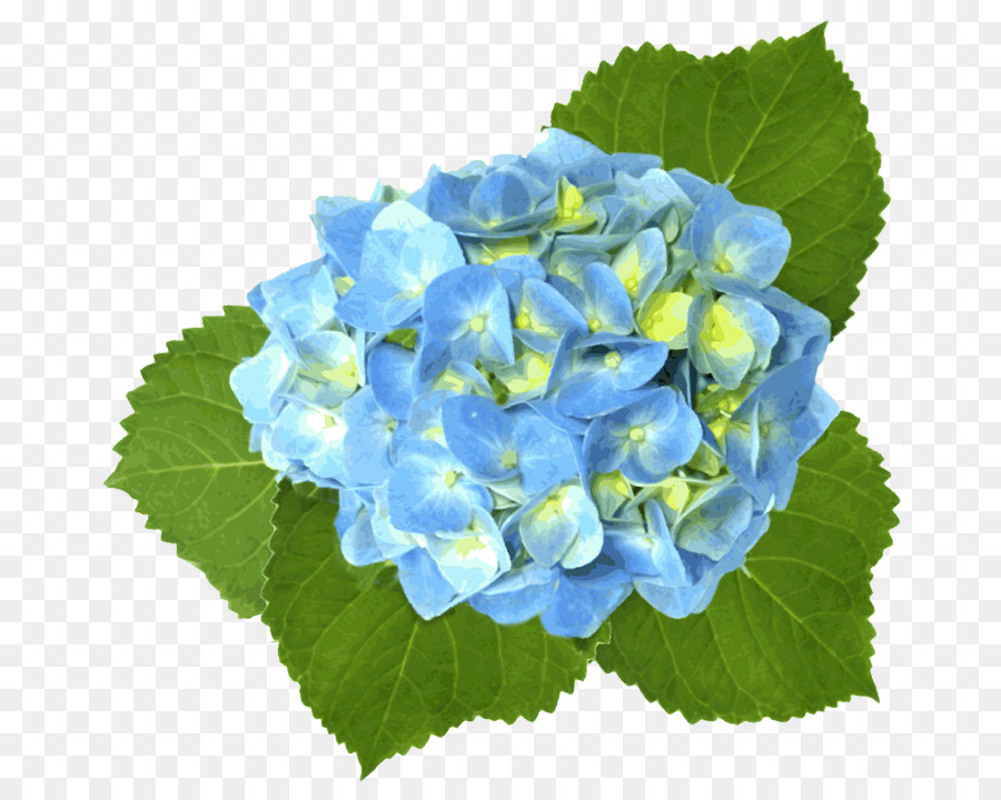 Hortênsia，Azul PNG