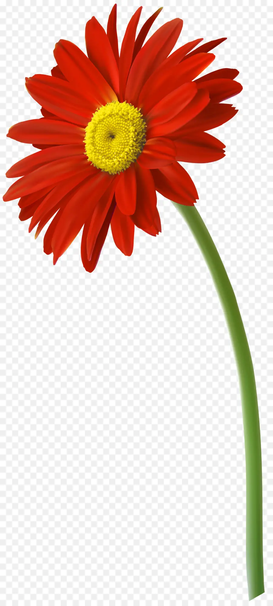 Flor，Gerbera Jamesonii PNG