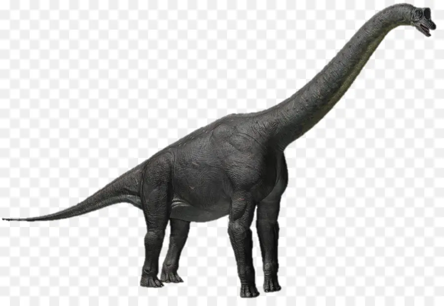 Alamosaurus，Apatossauro PNG