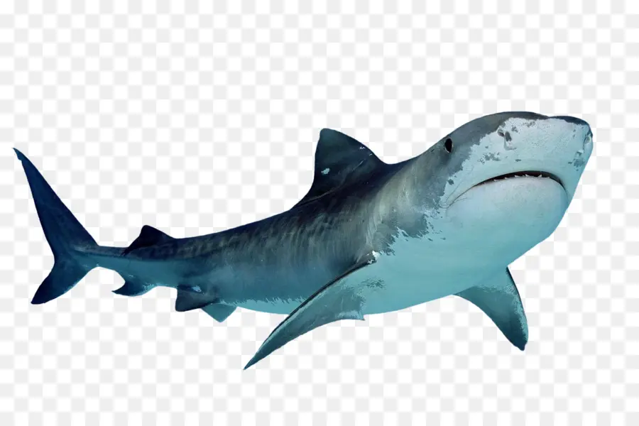 Tubarão，Tubarão Tigre PNG