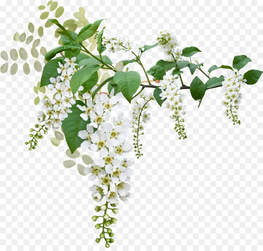 Prunus Padus，Flor PNG