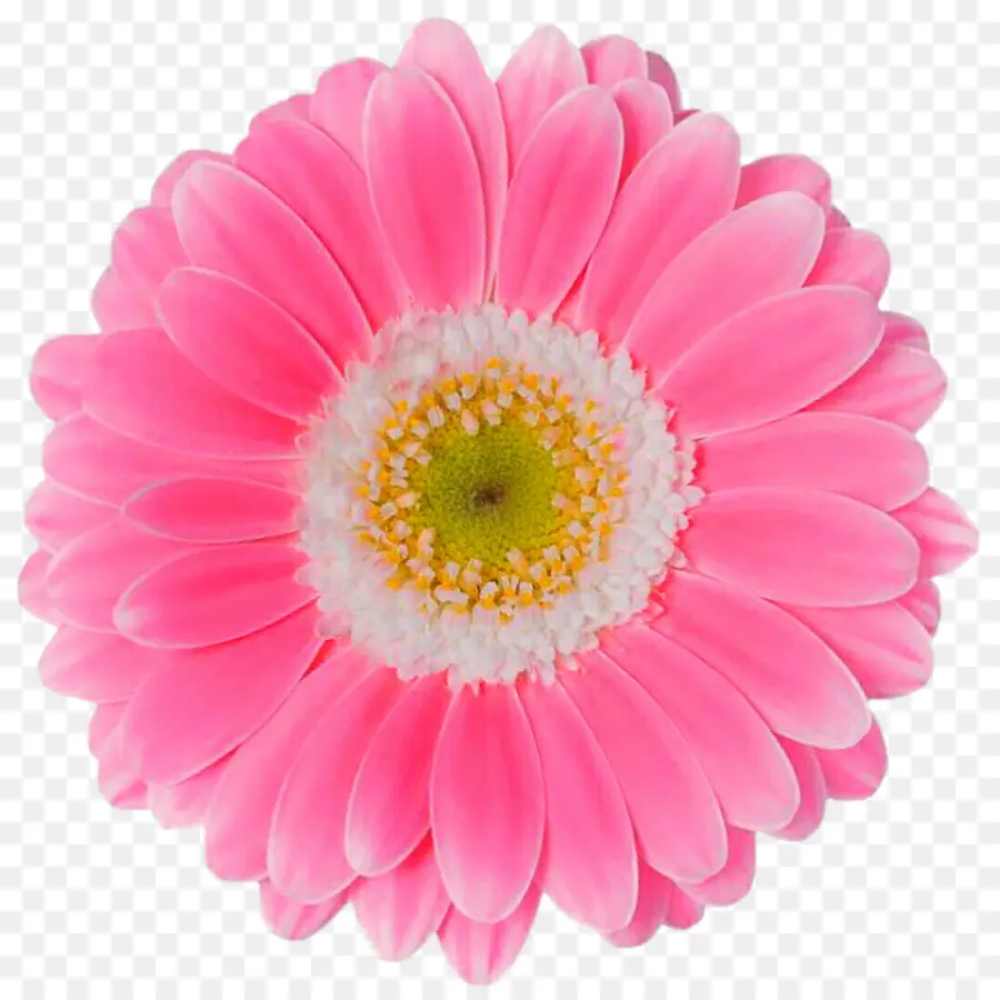 Flor，Transvaal Daisy PNG