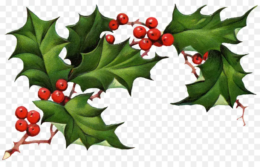 Comum Holly，Americana Holly PNG