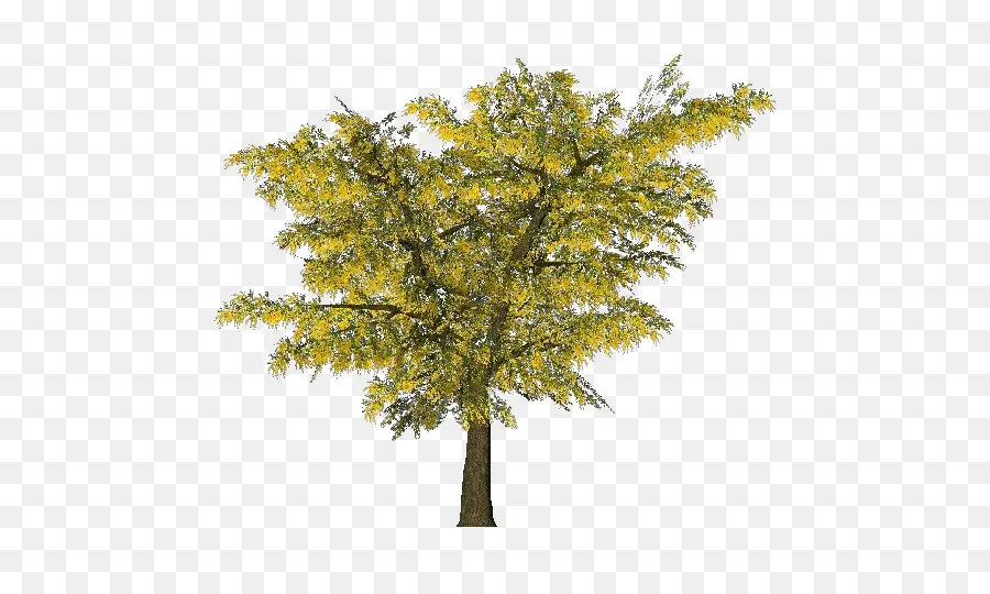 árvore，Acacia Dealbata PNG