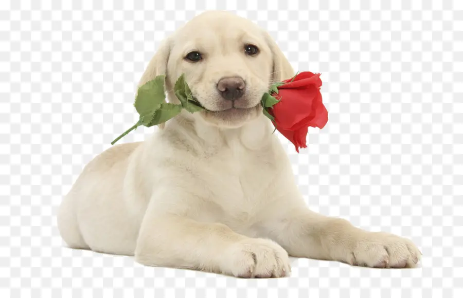 Cachorrinho Com Rosa，Cachorro PNG