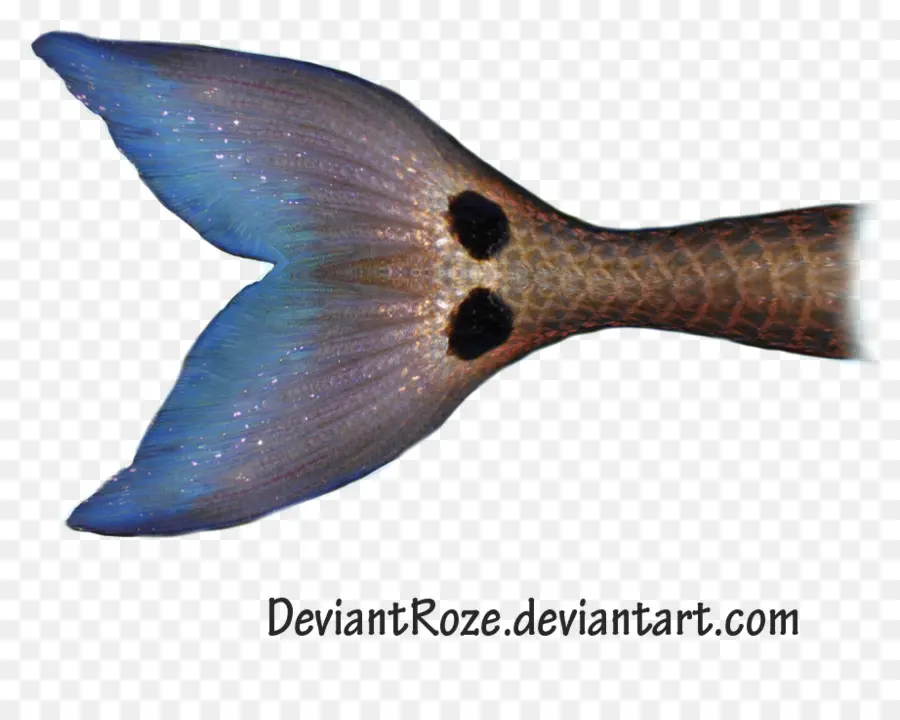 Cauda De Sereia，Peixe PNG