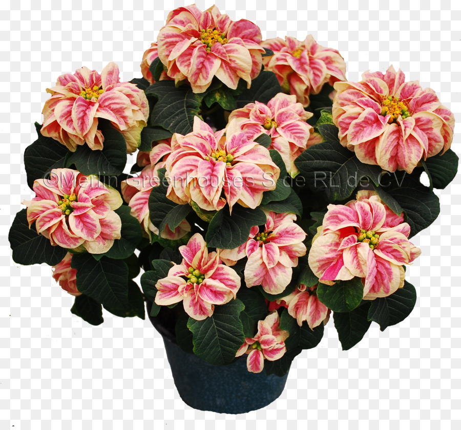 Flor，Poinsettia PNG