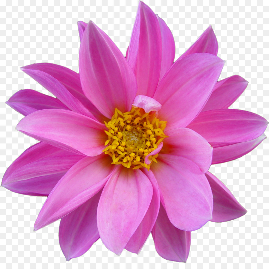 Flor Rosa，Florescer PNG