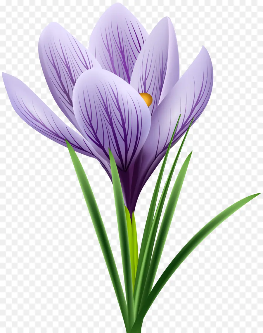 Crocus Vernus，Crocus Flavus PNG