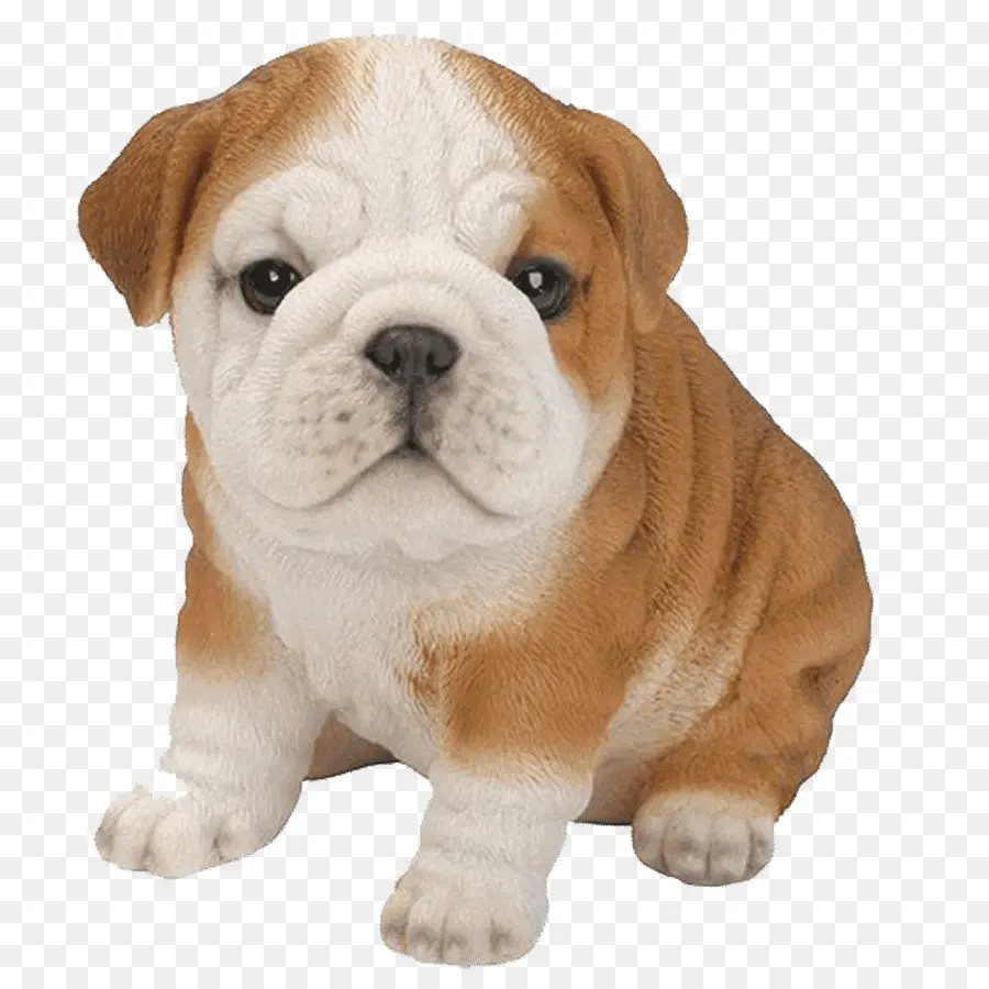 Bulldog，Bulldog Francês PNG