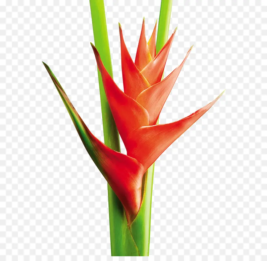 Flor Vermelha，Florescer PNG