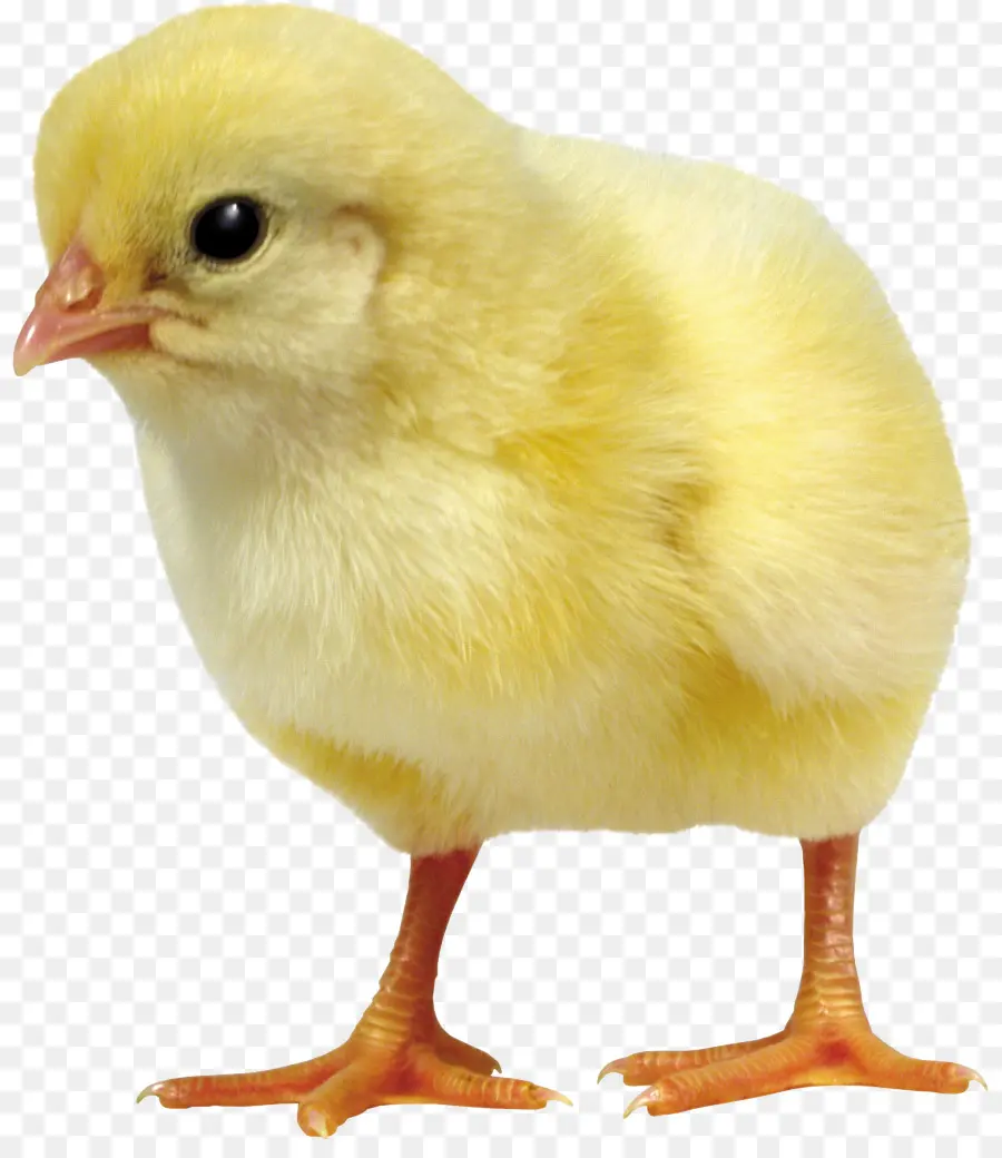 Frango，Pato PNG