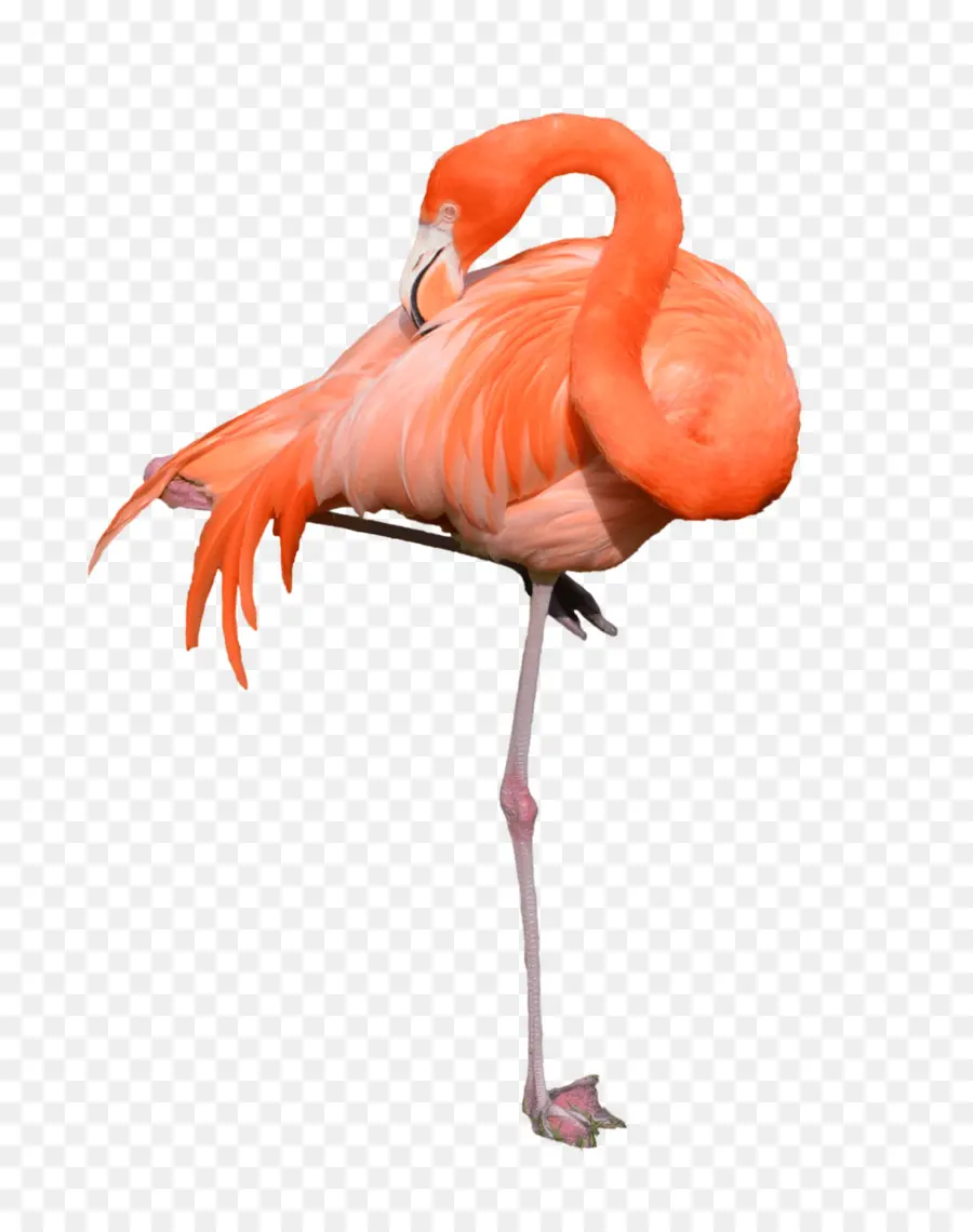 Flamingo，Rosa PNG