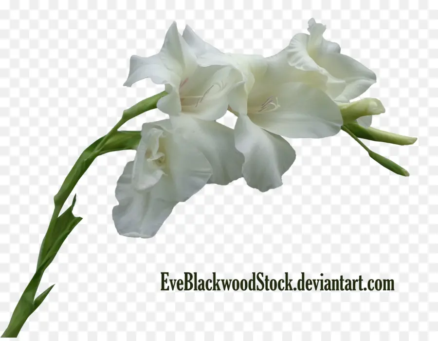 Flores Brancas，Florescer PNG