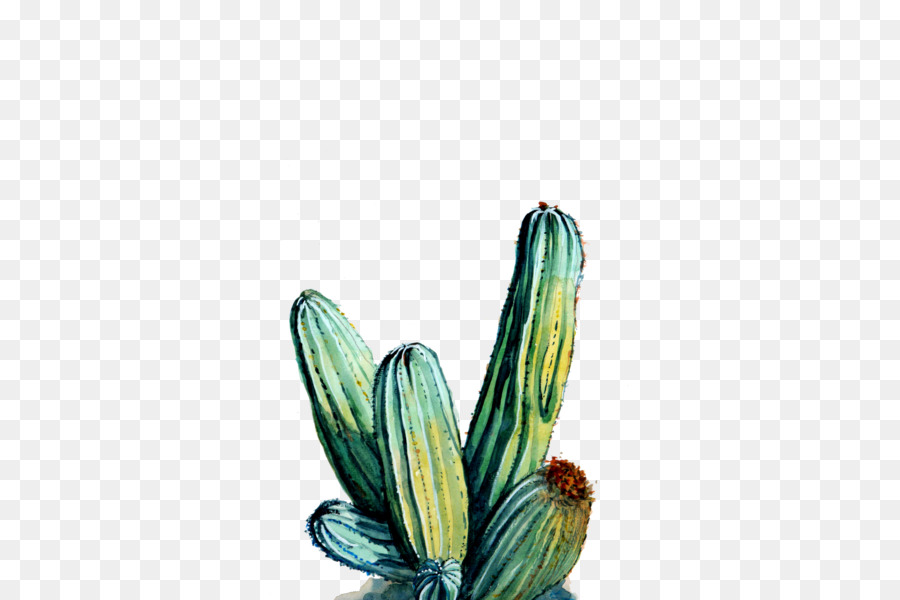 Cactaceae，Gravura PNG