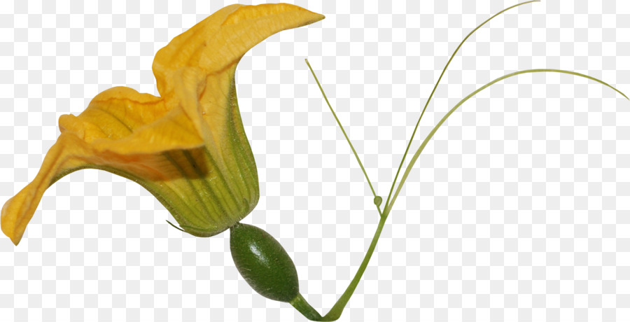 Flor Amarela，Florescer PNG