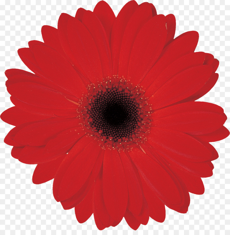 Flor，Vermelho PNG