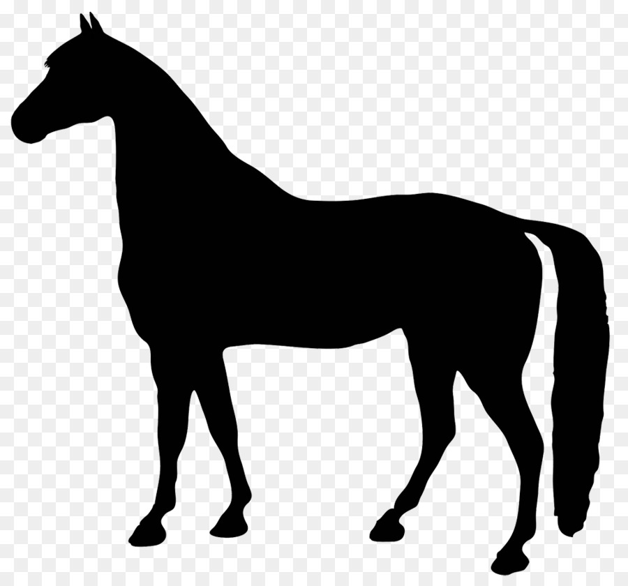 De Pé A Cavalo, Equestre, Trote E Galope png transparente grátis