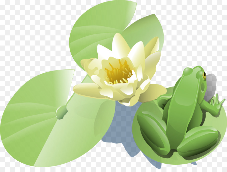 Sapo，Lily Pad PNG