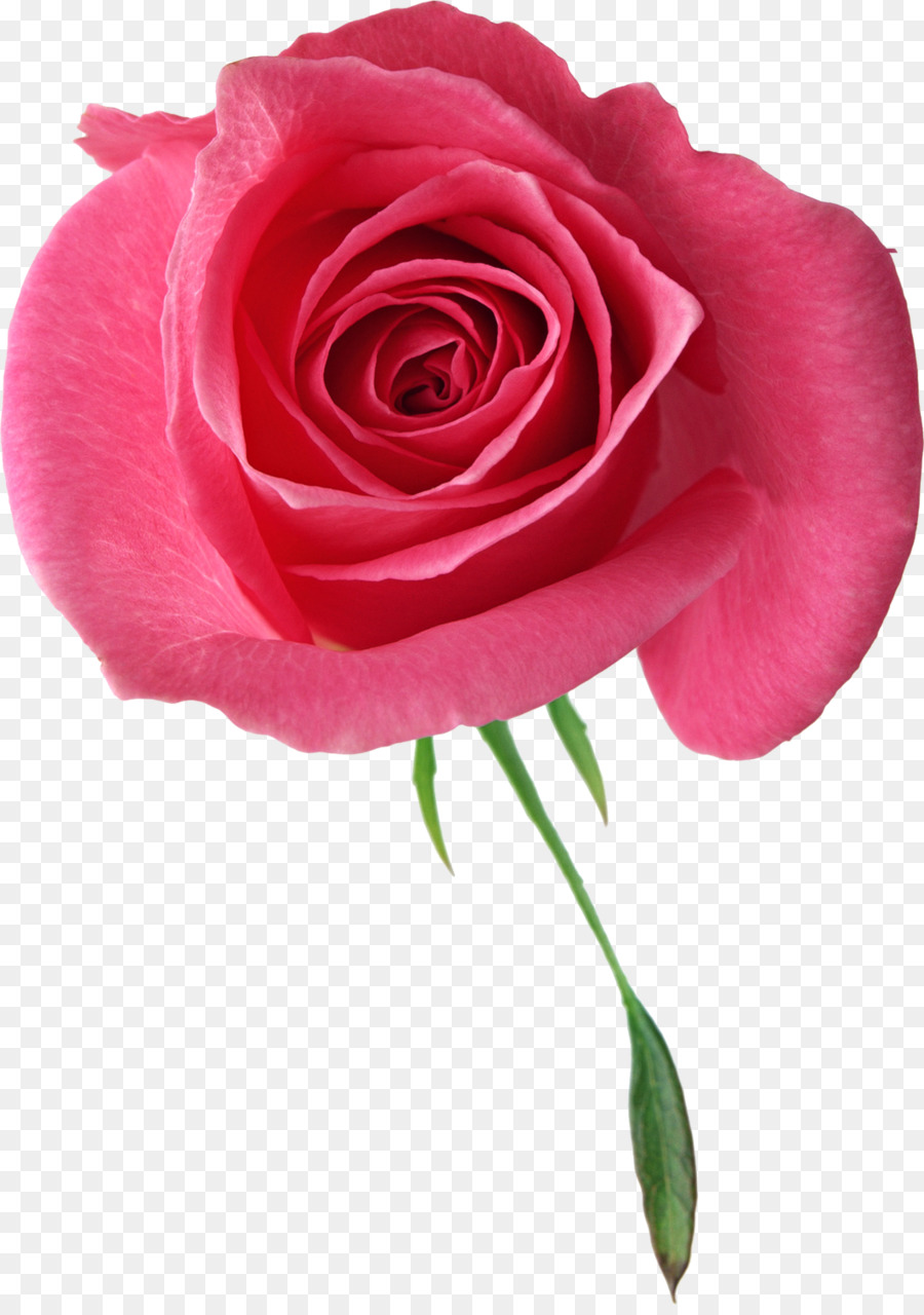 Rosa Rosa，Florescer PNG